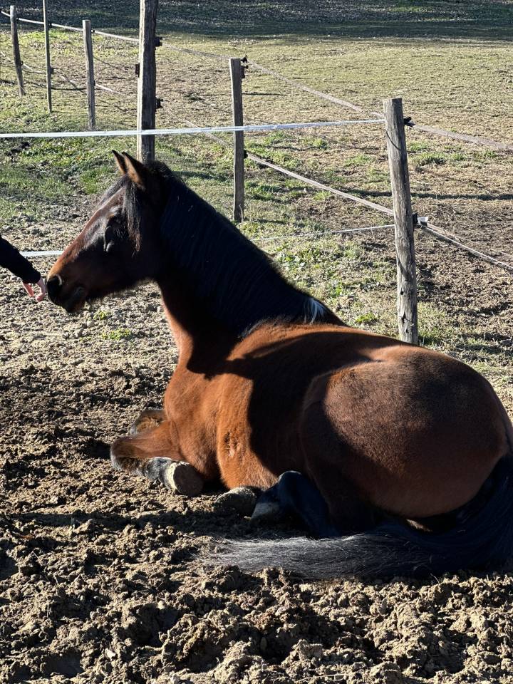 Mare No Origin Recorded For sale 2010 Bay