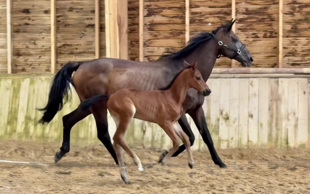 Broodmare Trakehner For sale 2010 Dark Bay