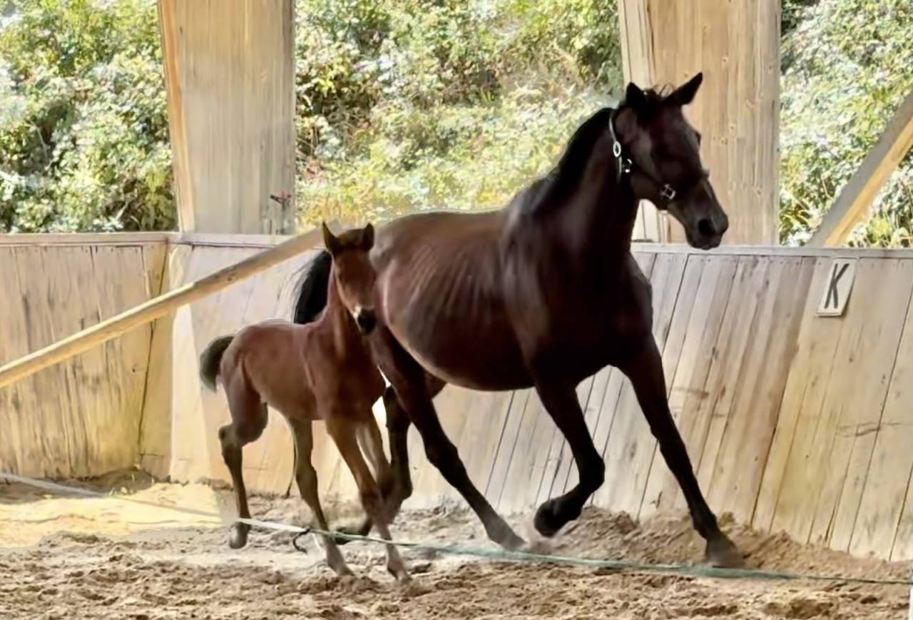 Broodmare Trakehner For sale 2010 Dark Bay