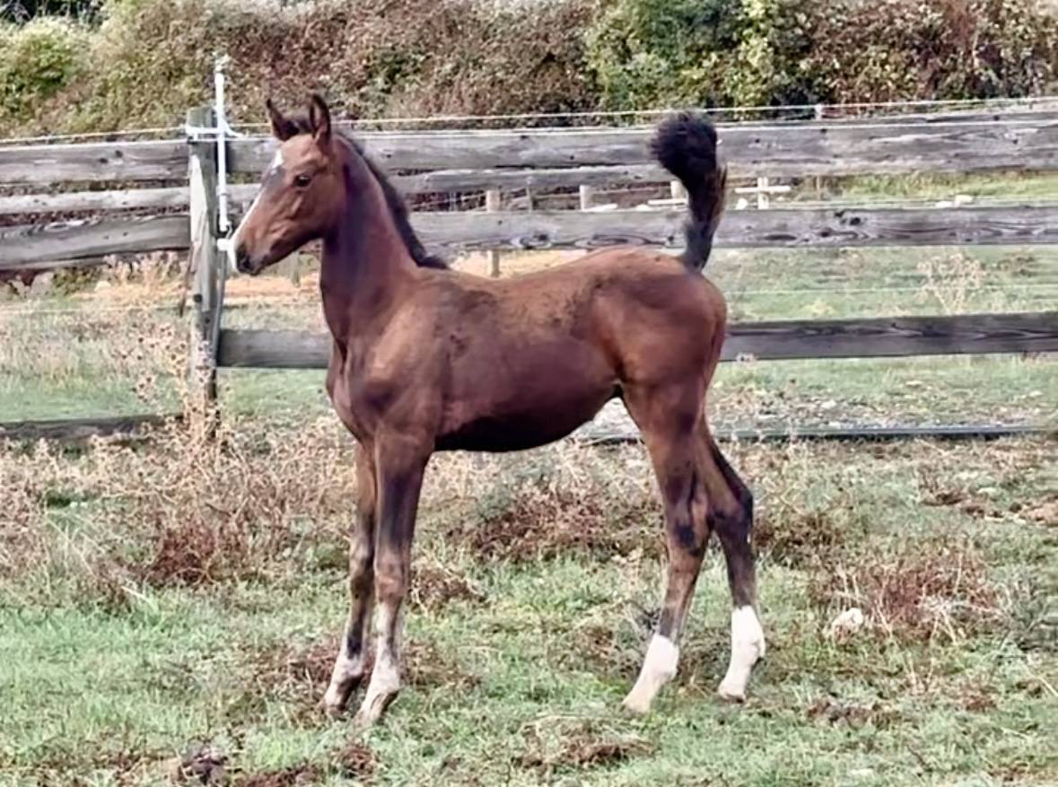 Broodmare Trakehner For sale 2010 Dark Bay