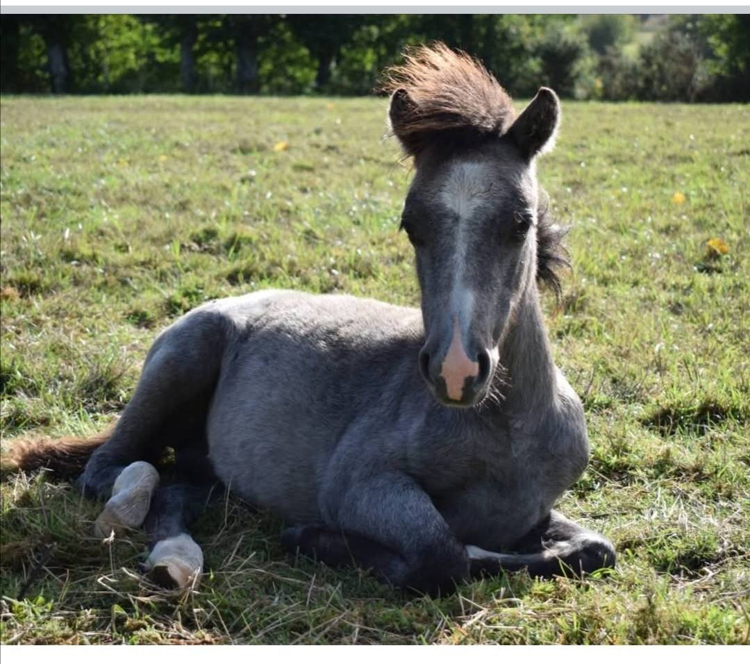 Filly No Origin Recorded For sale 2025 Grey