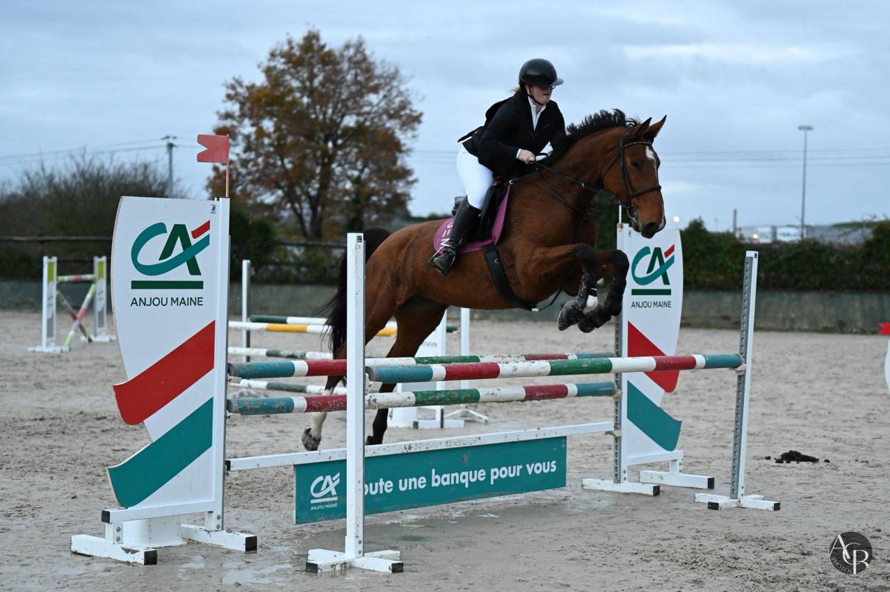 Mare Selle Fran&ccedil;ais For loan 2015 Bay