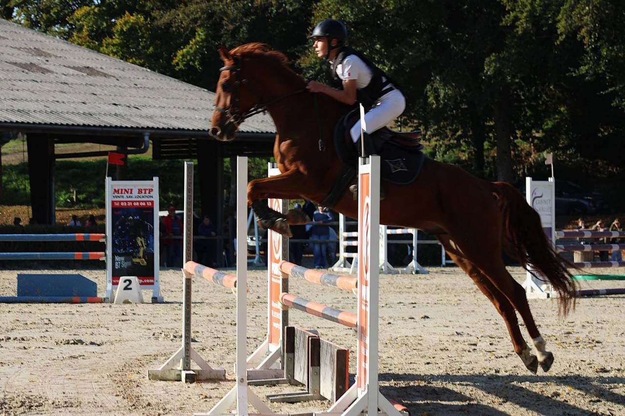Gelding Selle Fran&ccedil;ais For loan 2020 Chesnut