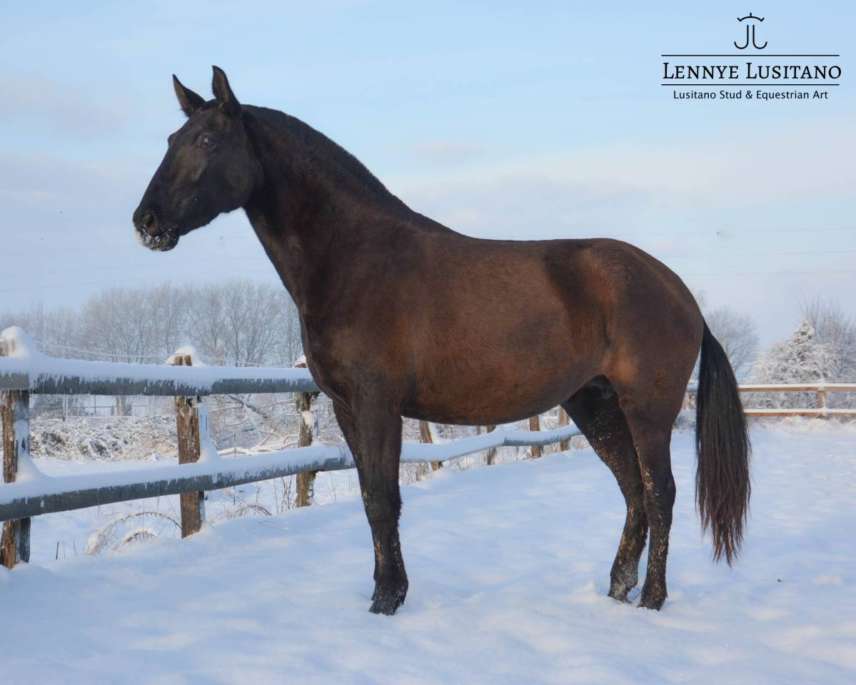 Mare Lusitano For sale 2017 Black