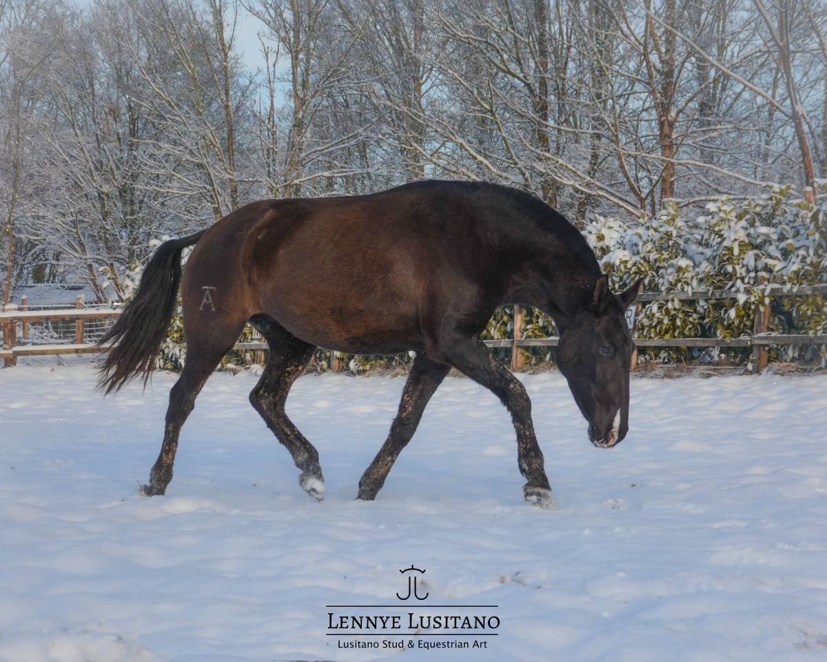 Mare Lusitano For sale 2017 Black