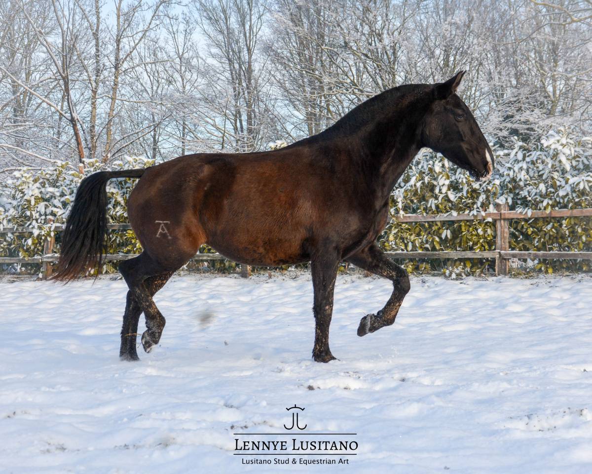 Mare Lusitano For sale 2017 Black