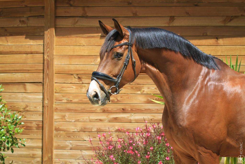 Gelding Hanoverian For sale 2017 Bay