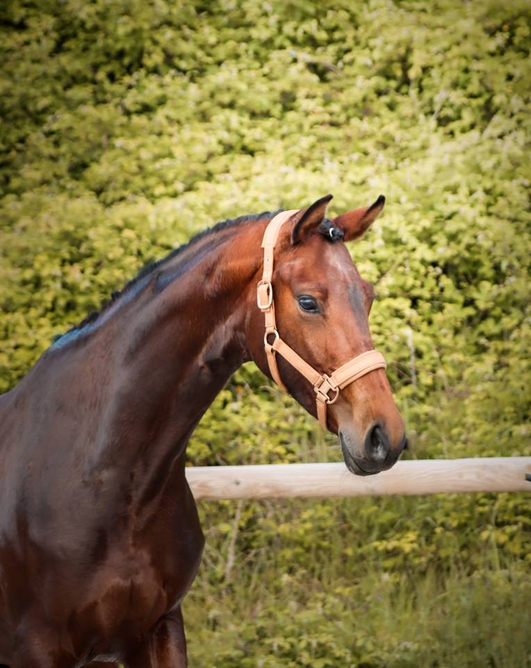 Mare AES Anglo European Studbook For sale 2022 Bay