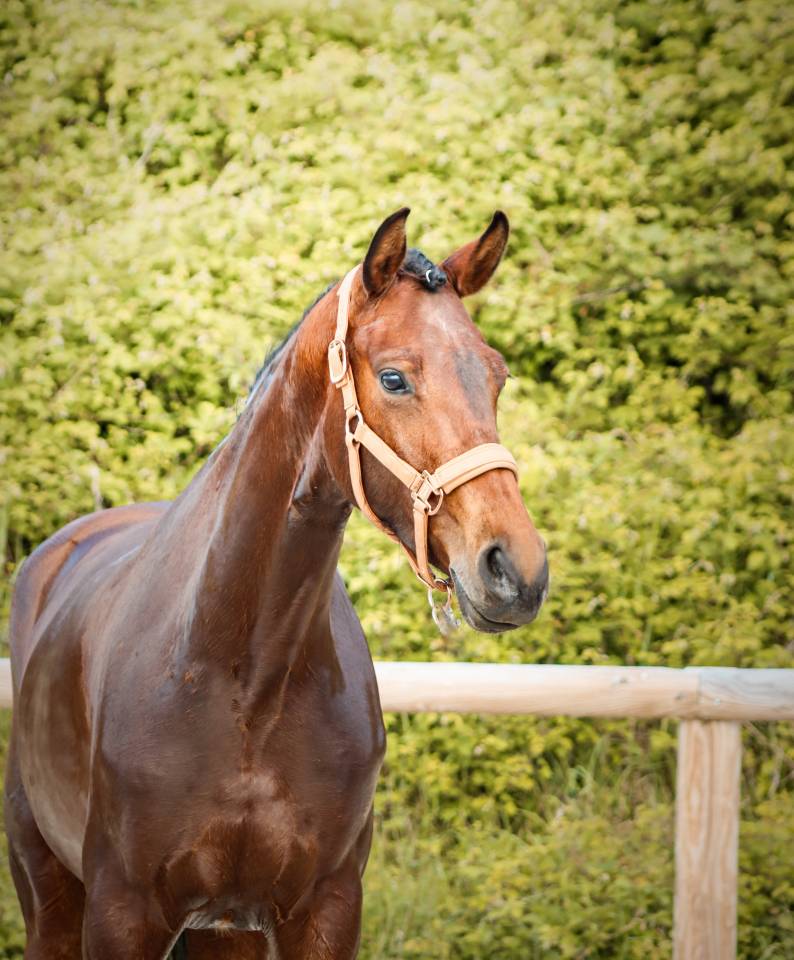 Mare AES Anglo European Studbook For sale 2022 Bay