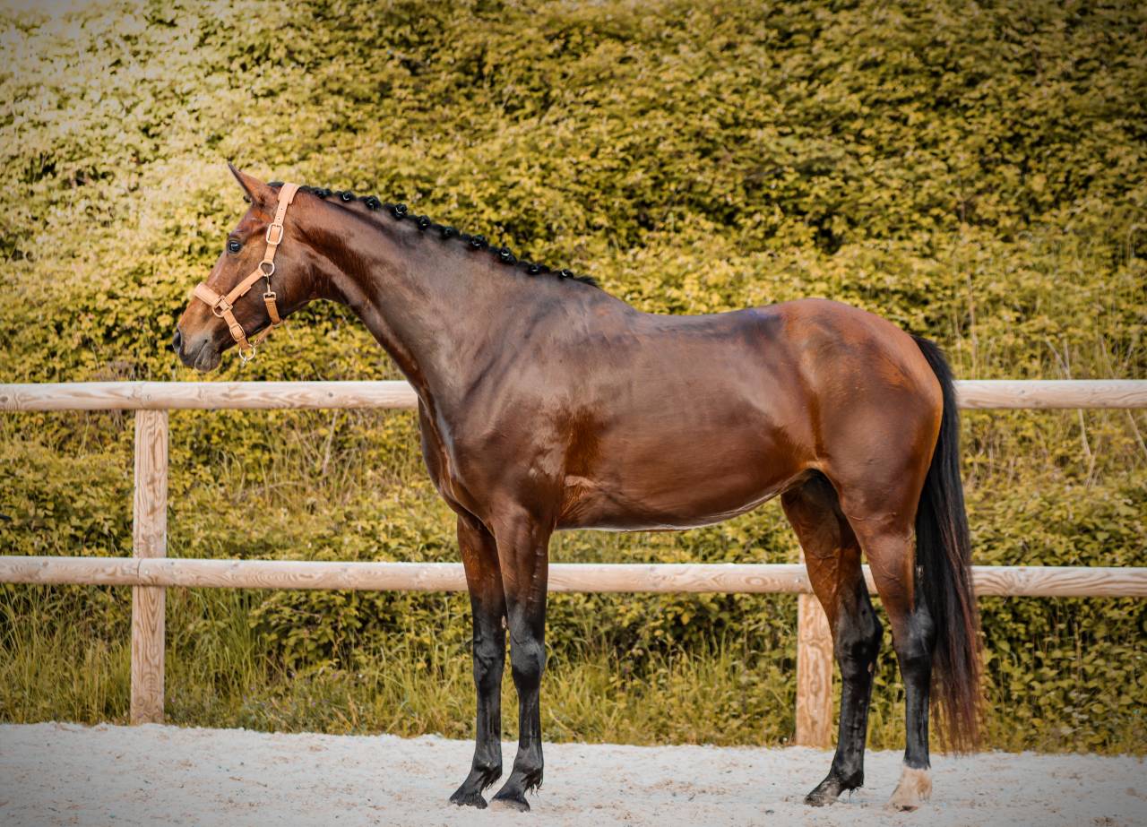 Mare AES Anglo European Studbook For sale 2022 Bay