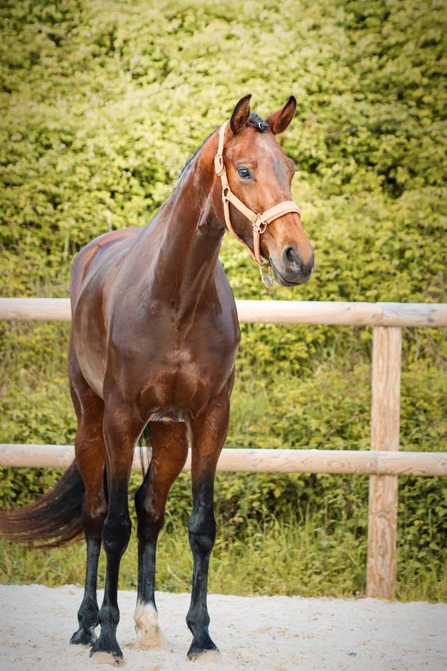 Mare AES Anglo European Studbook For sale 2022 Bay