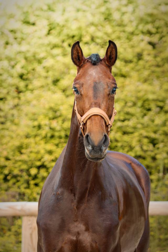 Mare AES Anglo European Studbook For sale 2022 Bay