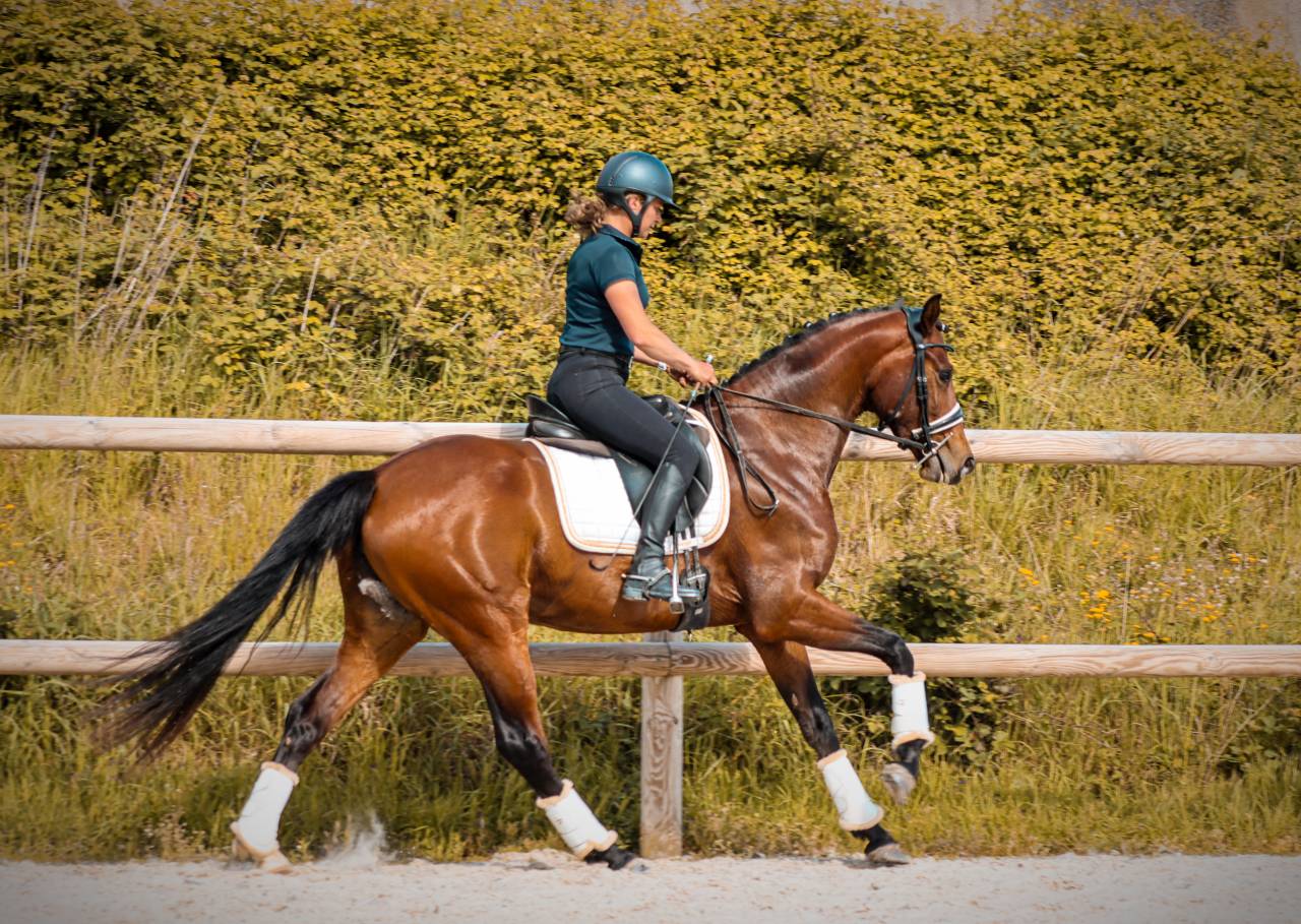 Mare AES Anglo European Studbook For sale 2022 Bay