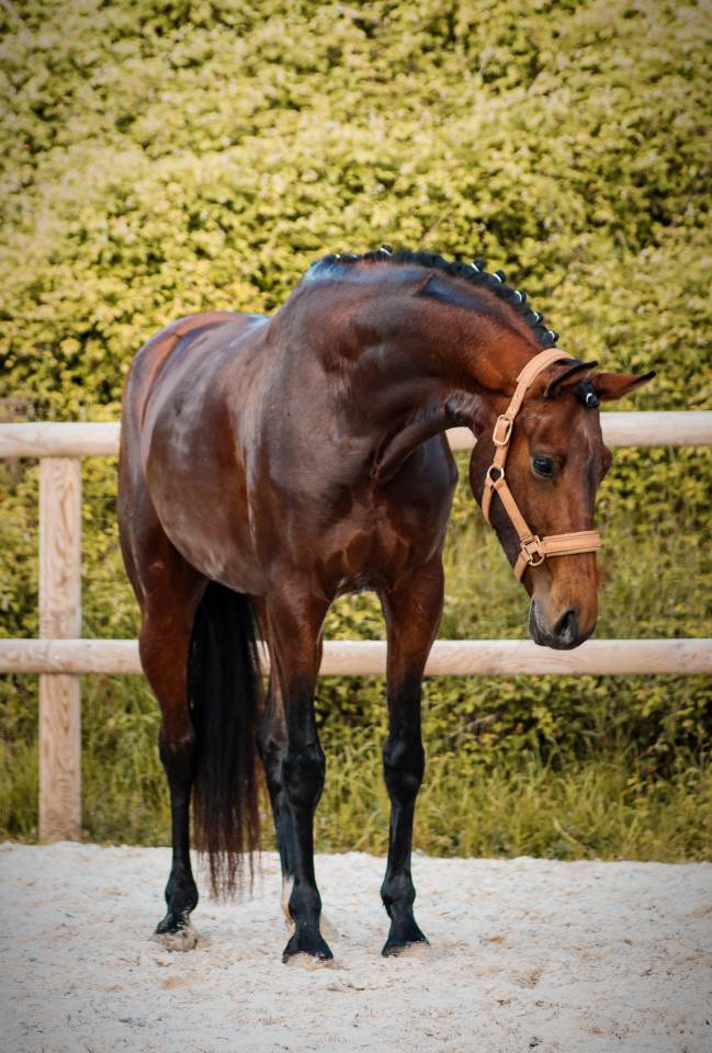 Mare AES Anglo European Studbook For sale 2022 Bay