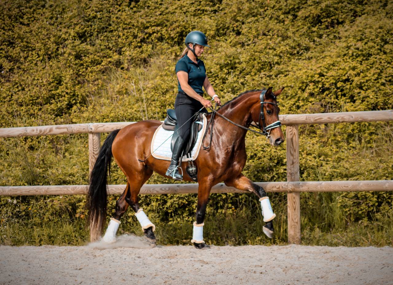 Mare AES Anglo European Studbook For sale 2022 Bay