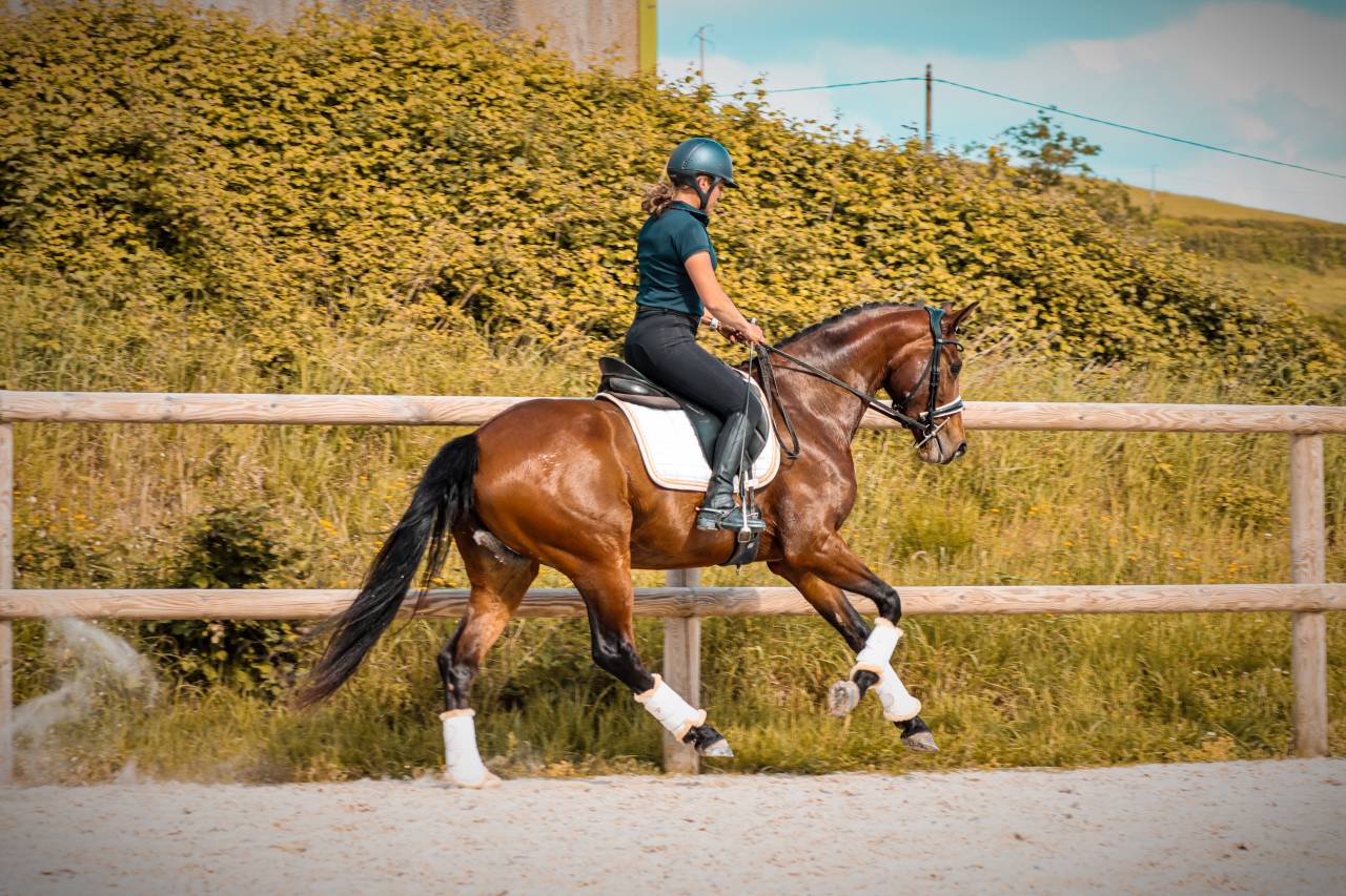 Mare AES Anglo European Studbook For sale 2022 Bay