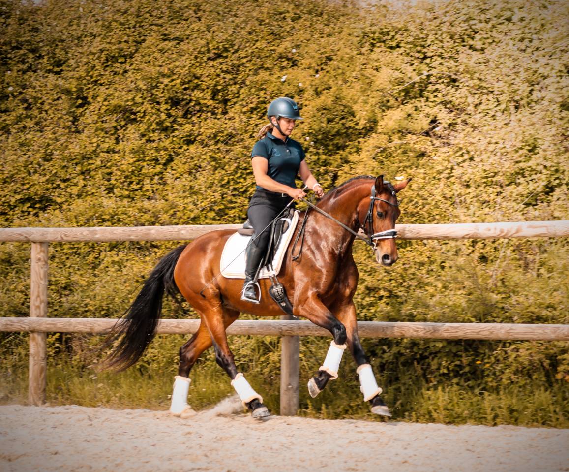 Mare AES Anglo European Studbook For sale 2022 Bay