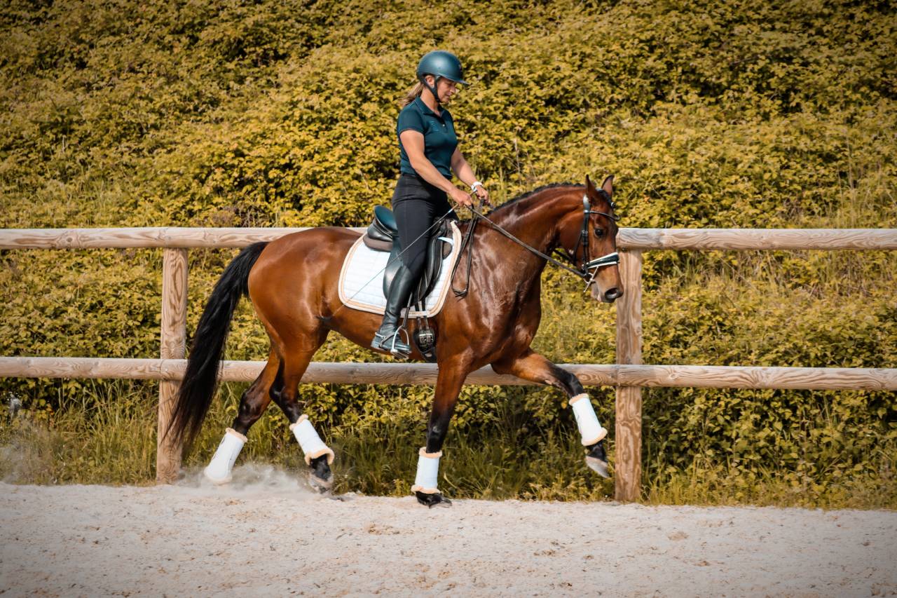 Mare AES Anglo European Studbook For sale 2022 Bay