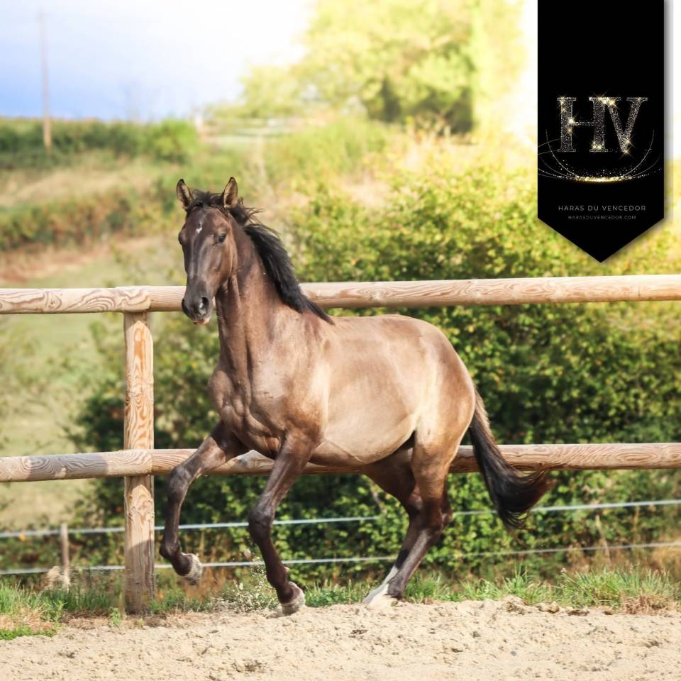 Entire KWPN Dutch Warmblood For sale 2024 Grullo