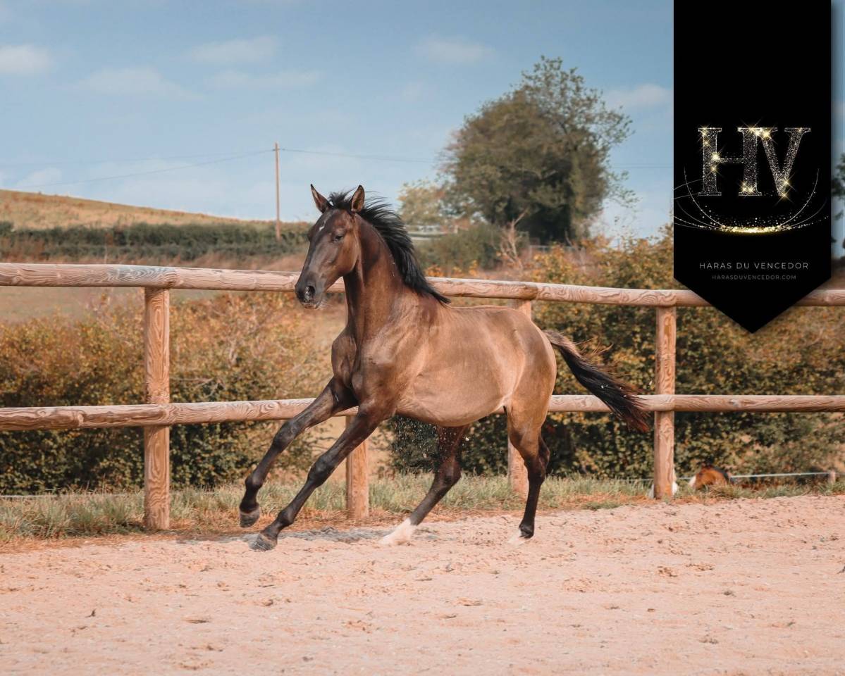 Entire KWPN Dutch Warmblood For sale 2024 Grullo