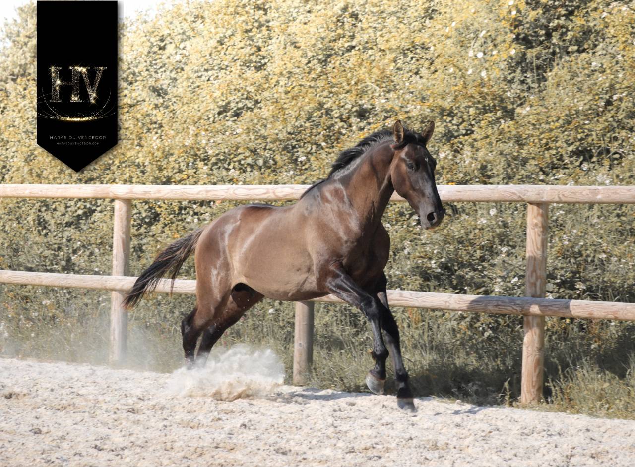 Entire KWPN Dutch Warmblood For sale 2024 Grullo
