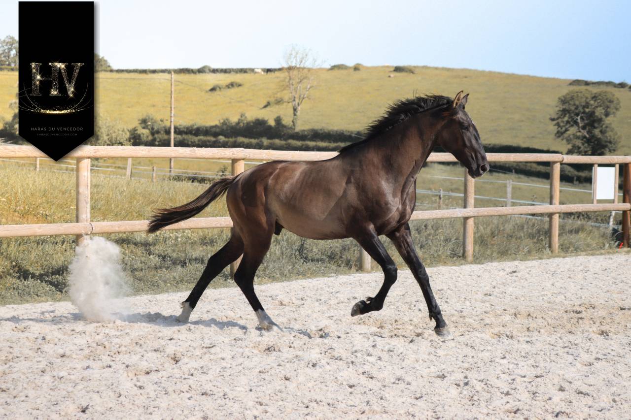 Entire KWPN Dutch Warmblood For sale 2024 Grullo