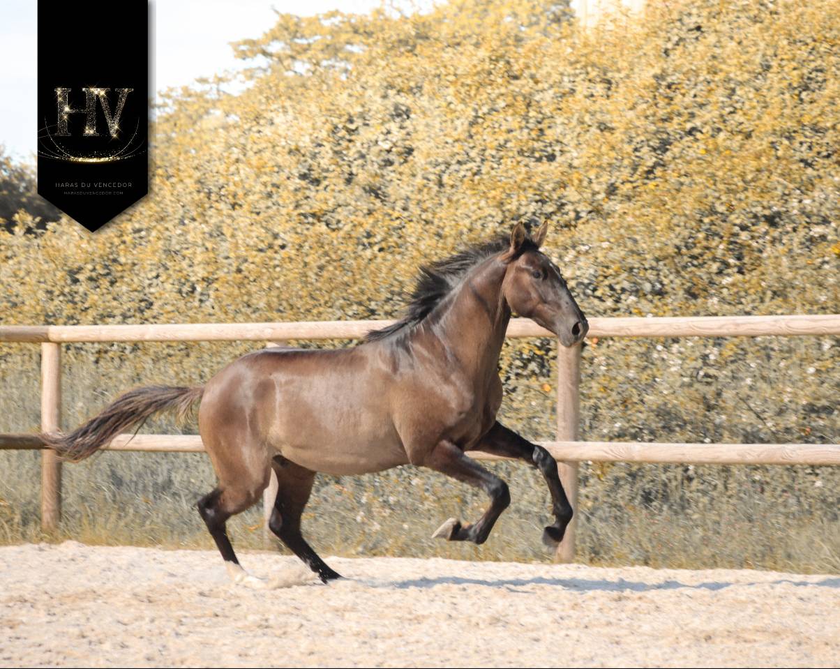 Entire KWPN Dutch Warmblood For sale 2024 Grullo