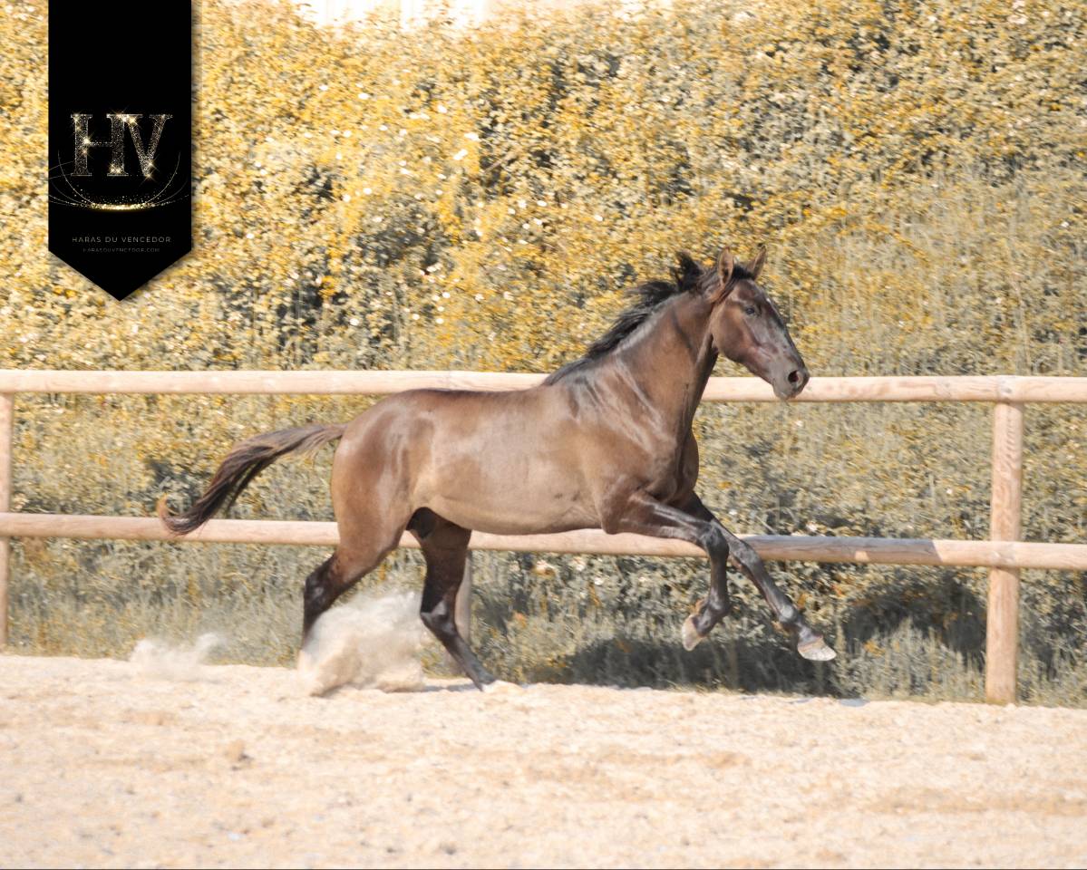 Entire KWPN Dutch Warmblood For sale 2024 Grullo