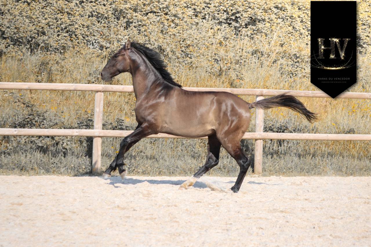 Entire KWPN Dutch Warmblood For sale 2024 Grullo