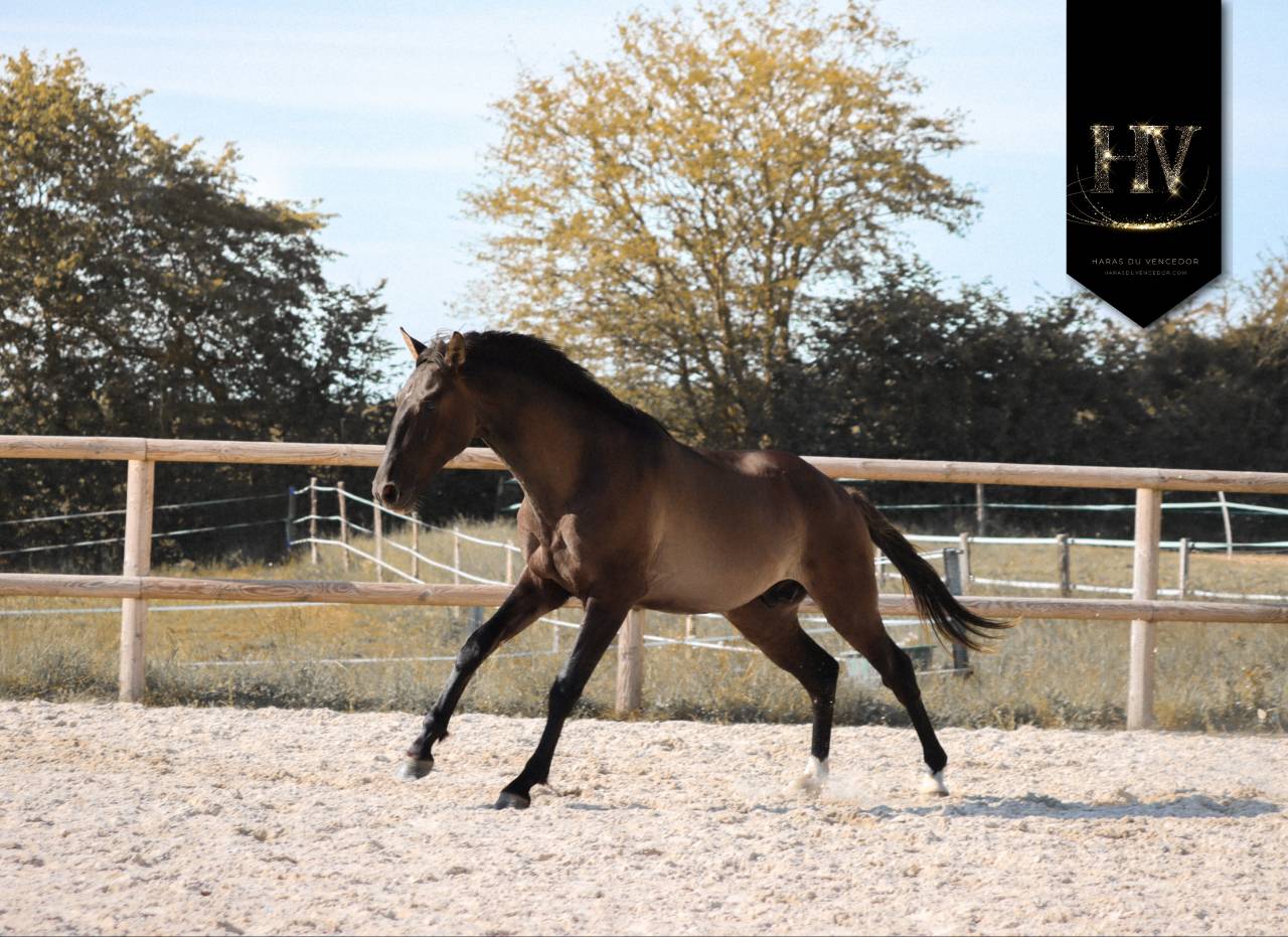 Entire KWPN Dutch Warmblood For sale 2024 Grullo