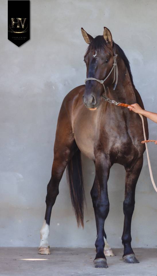 Entire KWPN Dutch Warmblood For sale 2024 Grullo
