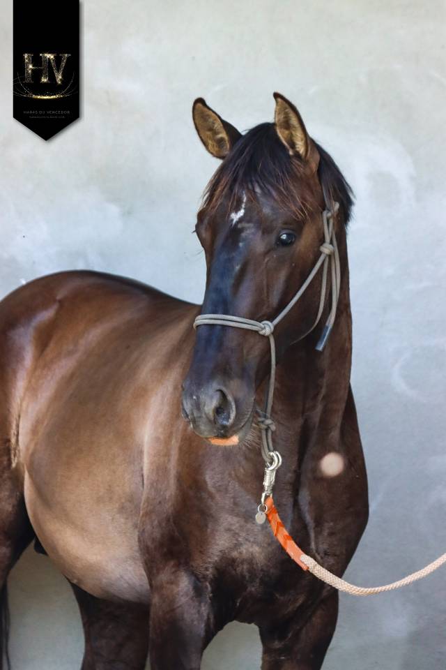 Entire KWPN Dutch Warmblood For sale 2024 Grullo