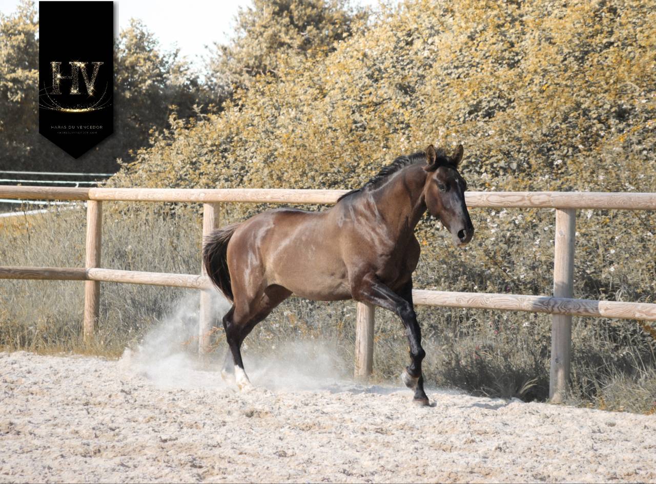 Entire KWPN Dutch Warmblood For sale 2024 Grullo