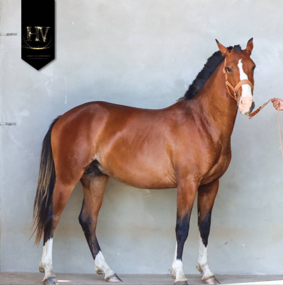 Colt Lusitano For sale 2024 Bay