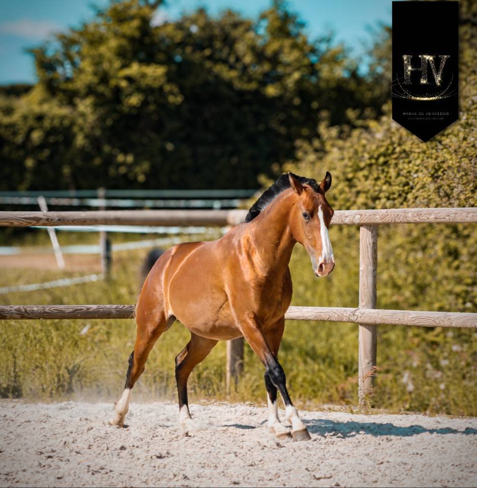 Colt Lusitano For sale 2024 Bay