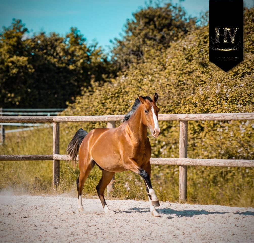 Colt Lusitano For sale 2024 Bay