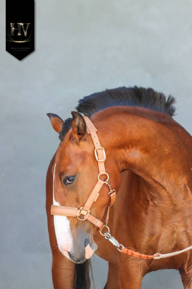Colt Lusitano For sale 2024 Bay