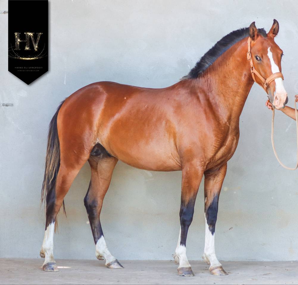 Colt Lusitano For sale 2024 Bay