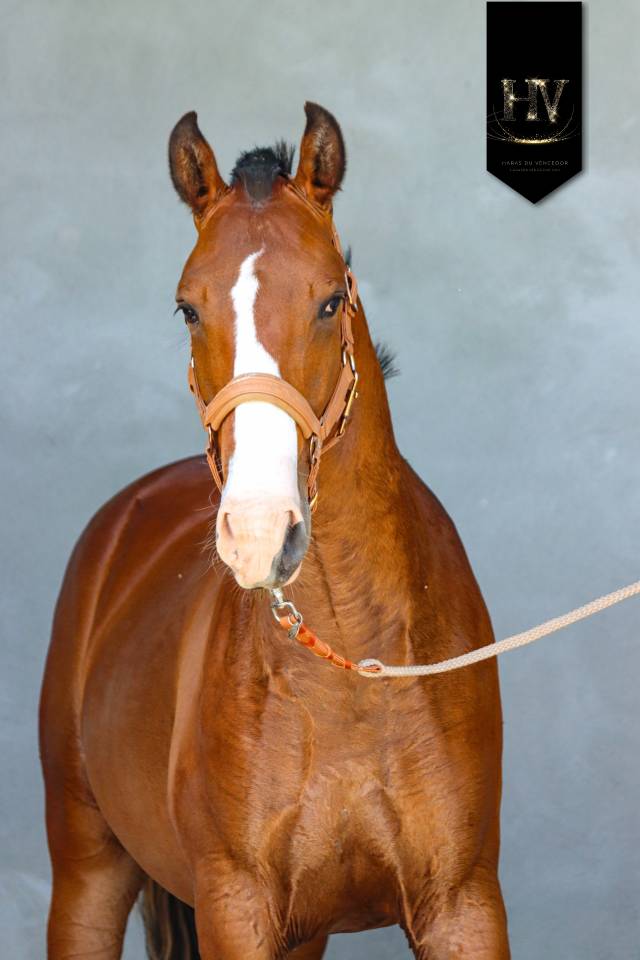 Colt Lusitano For sale 2024 Bay