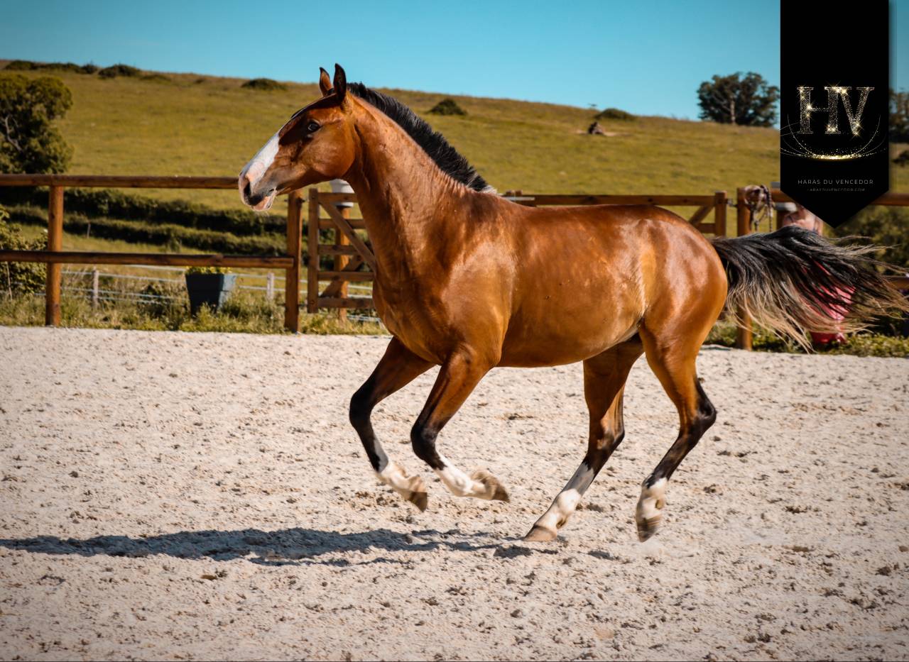 Colt Lusitano For sale 2024 Bay