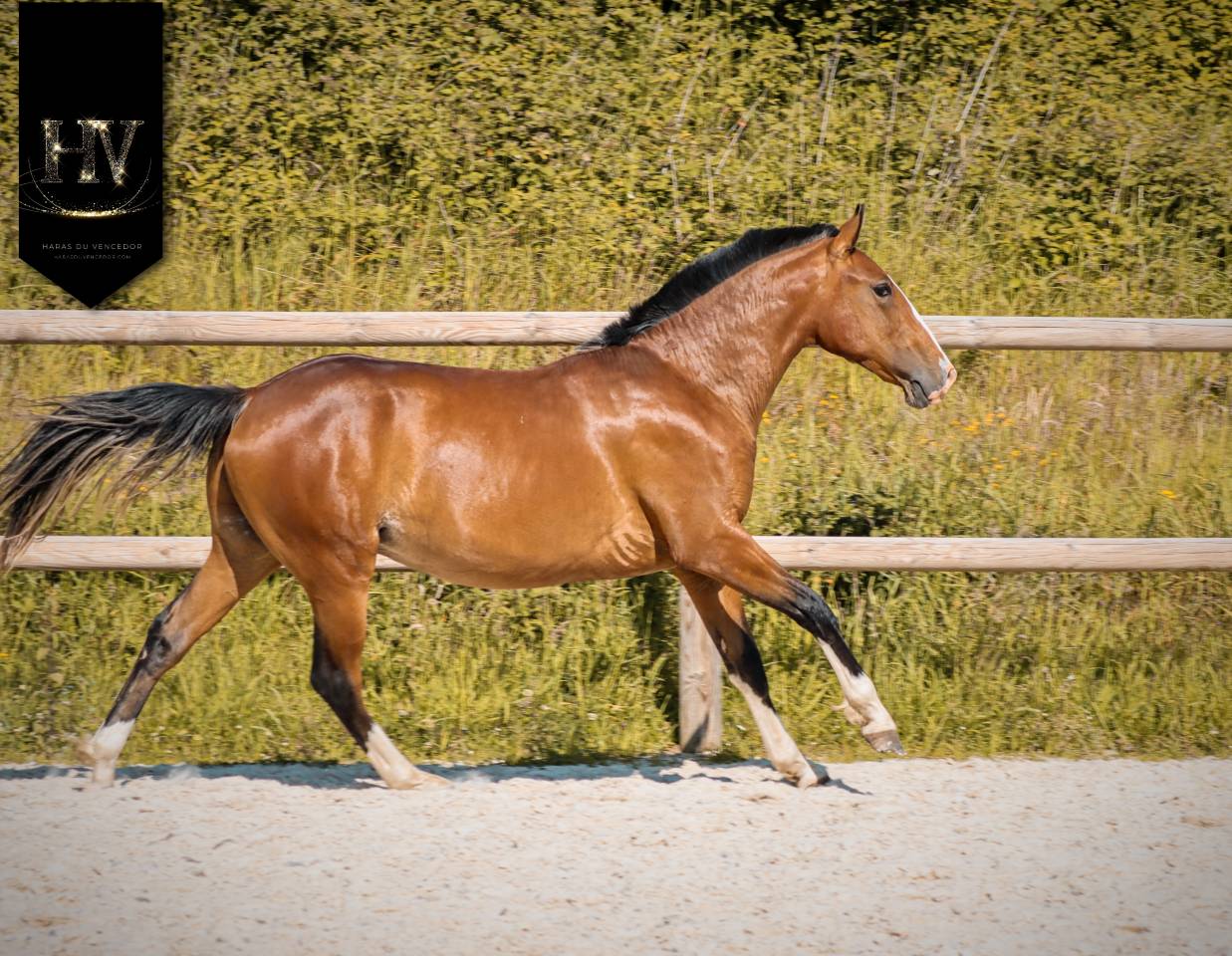 Colt Lusitano For sale 2024 Bay