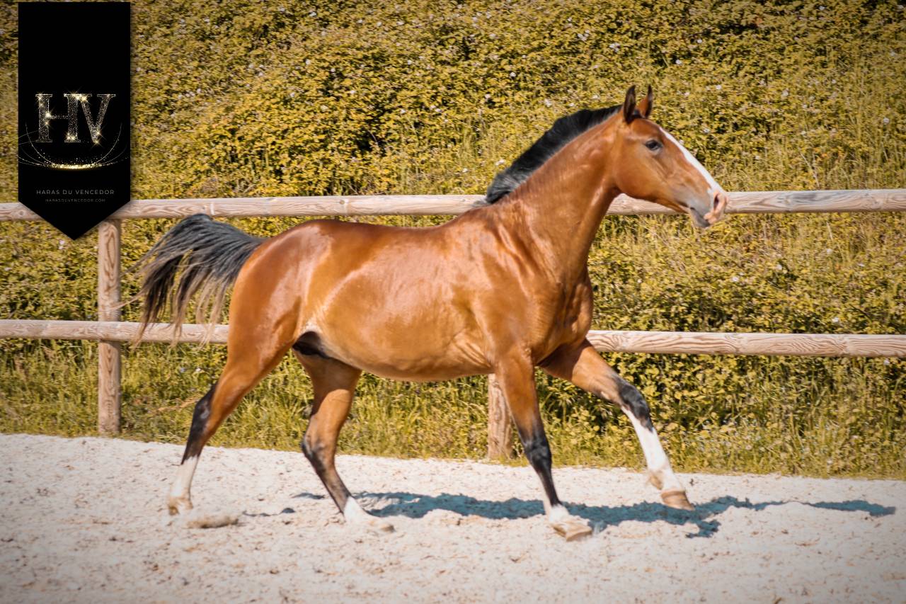 Colt Lusitano For sale 2024 Bay