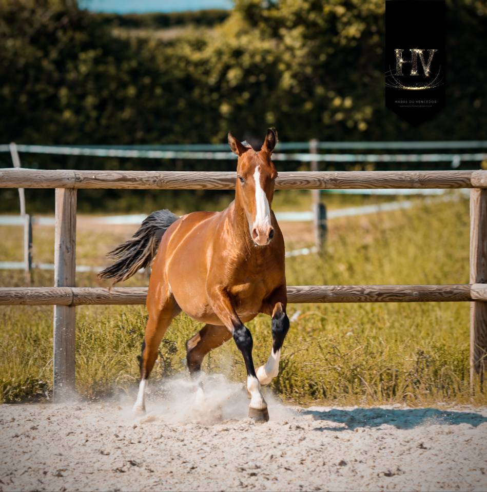Colt Lusitano For sale 2024 Bay