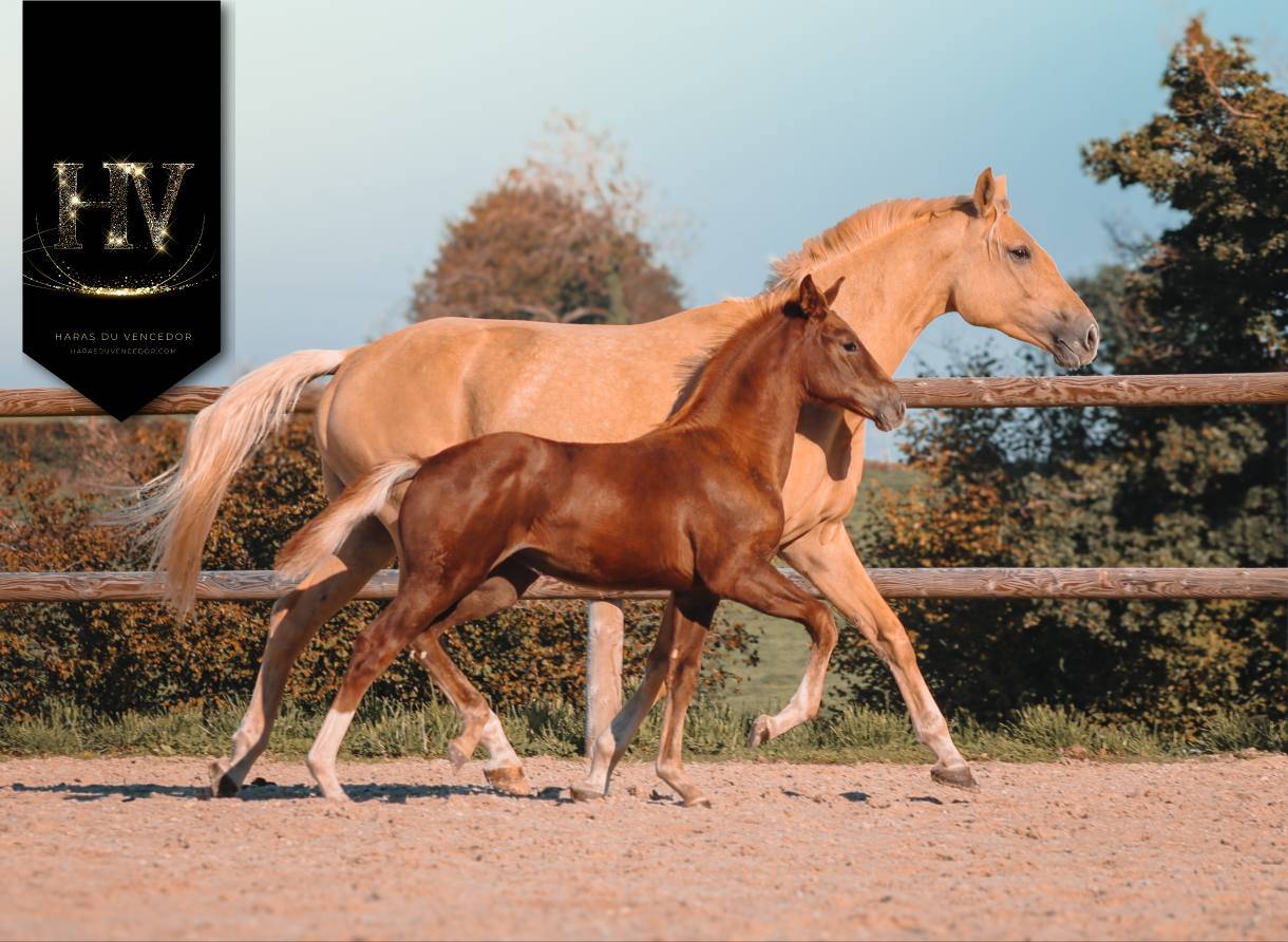Filly KWPN Dutch Warmblood For sale 2025 Liver chestnut