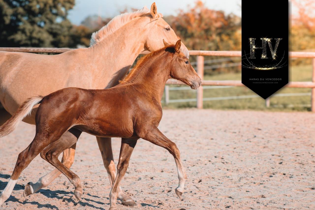 Filly KWPN Dutch Warmblood For sale 2025 Liver chestnut