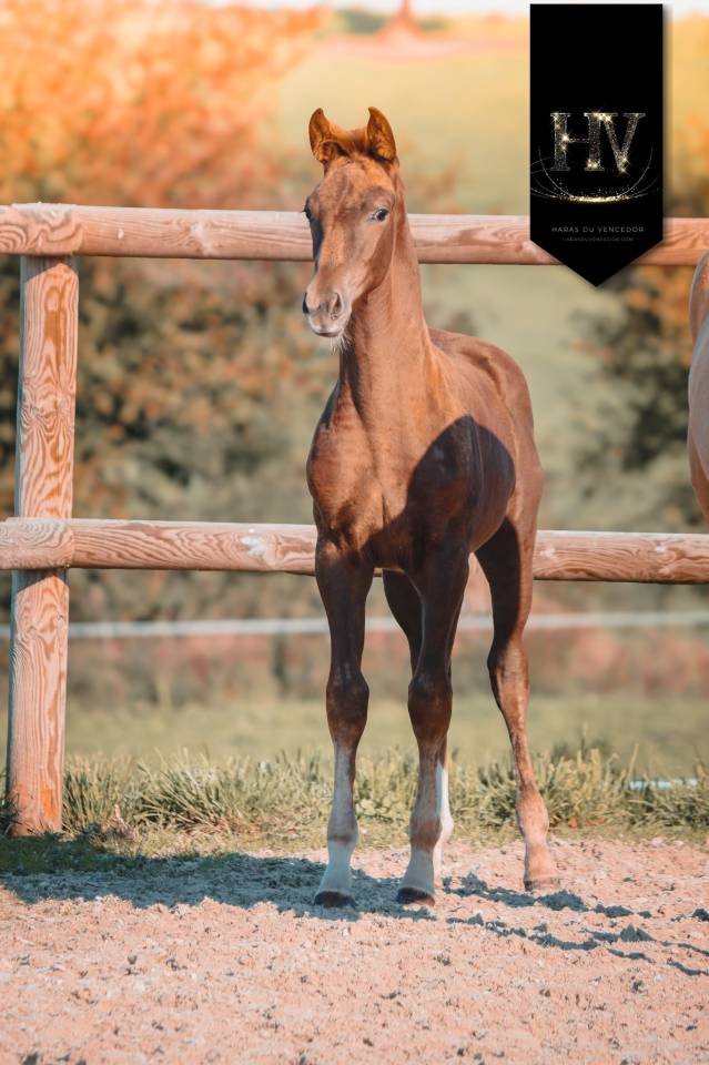 Filly KWPN Dutch Warmblood For sale 2025 Liver chestnut