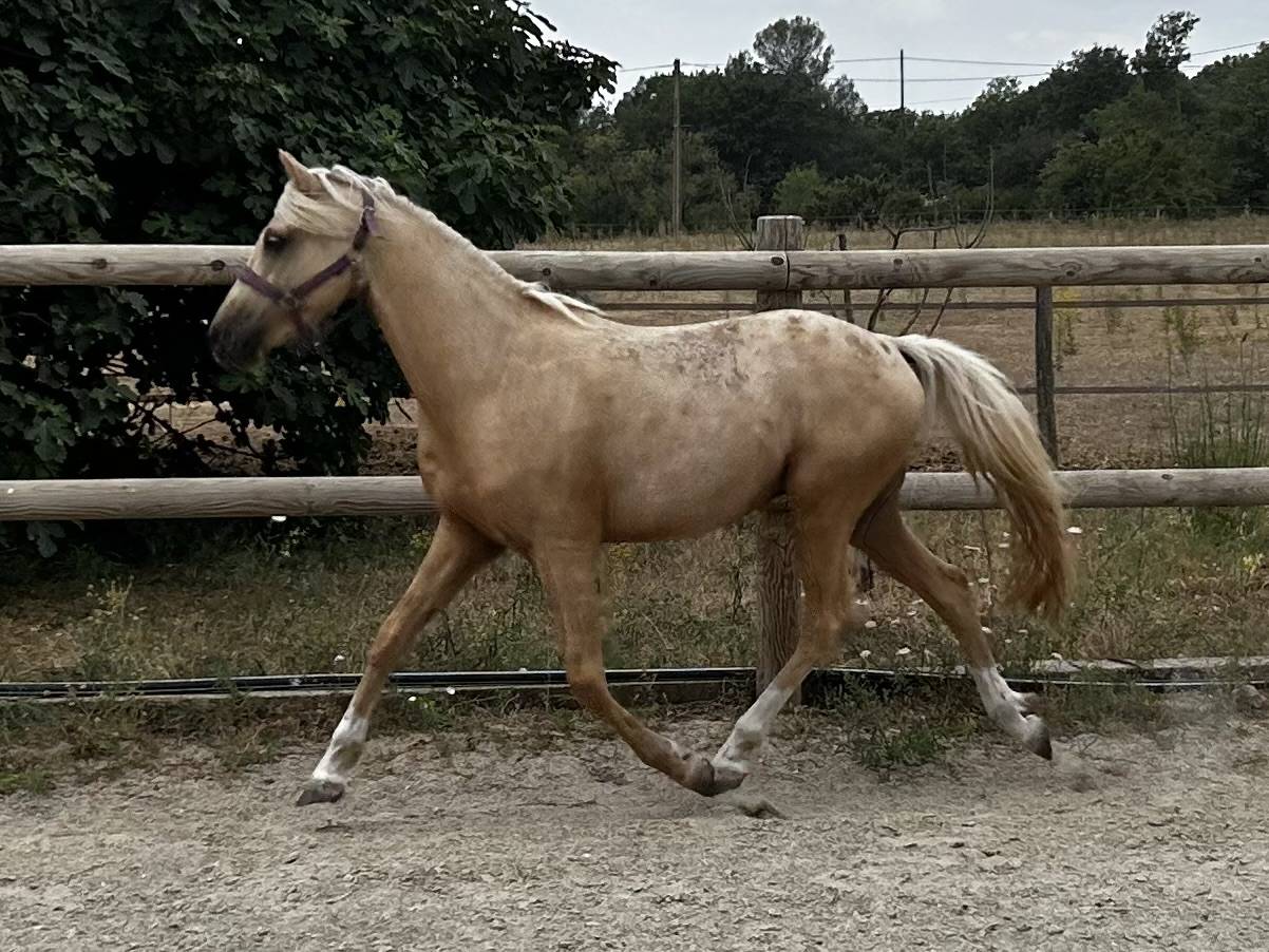 Gelding Dutch Riding Pony For sale 2021 Palomino