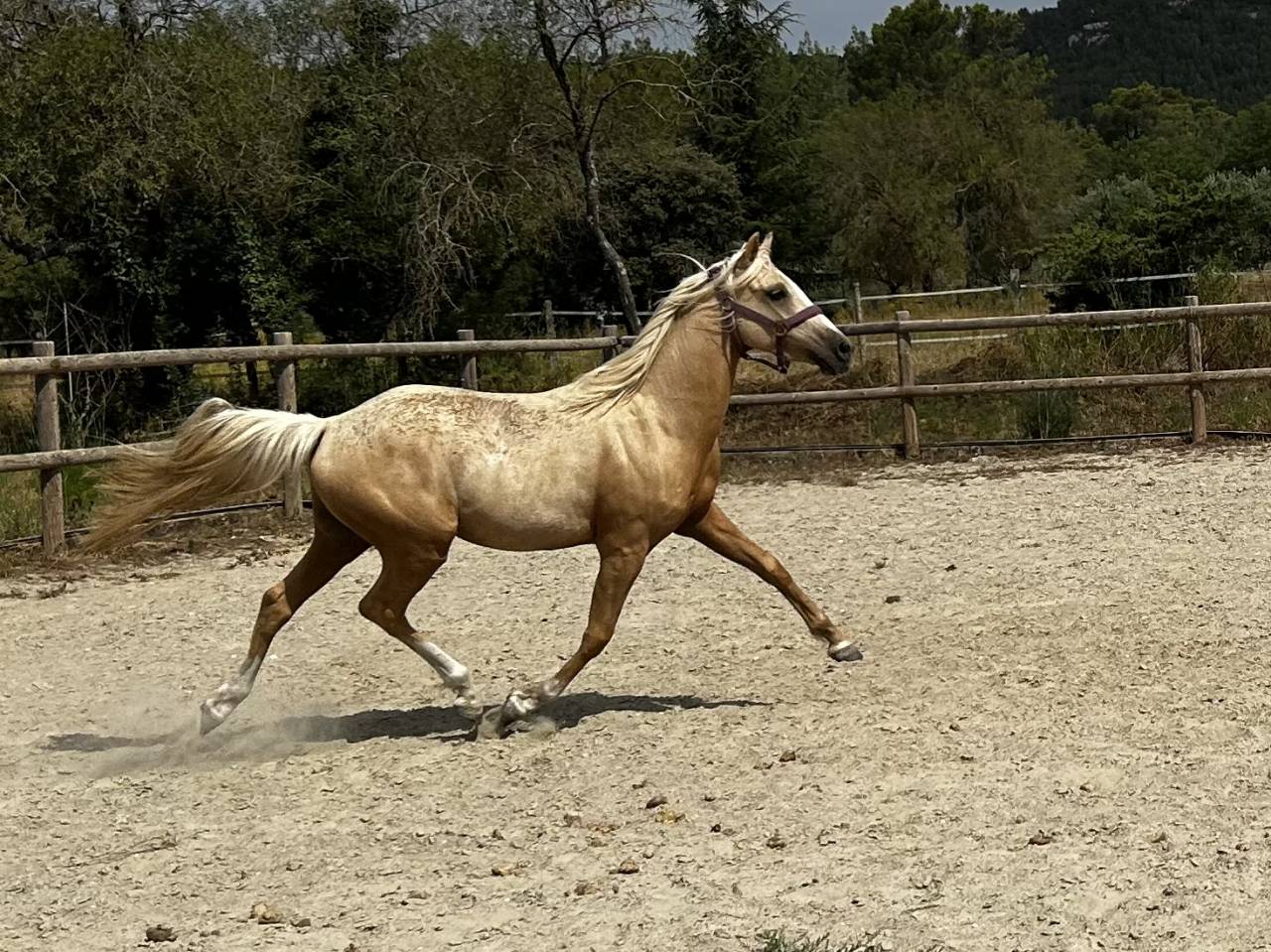 Gelding Dutch Riding Pony For sale 2021 Palomino