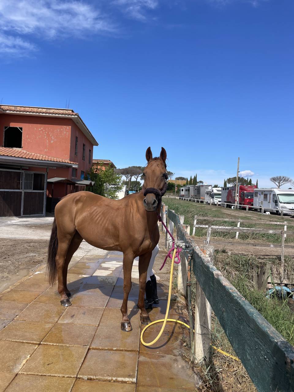 Mare Saddle Horse For sale 2012 Chesnut