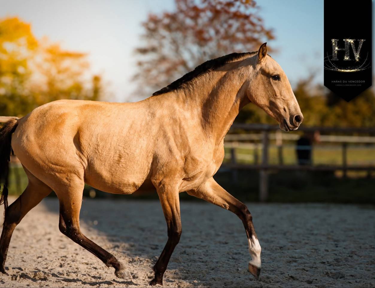 Filly Lusitano For sale 2023 Buckskin